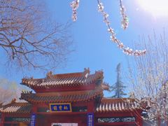 -桃花堤公园