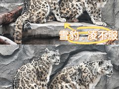 -青藏高原野生动物园