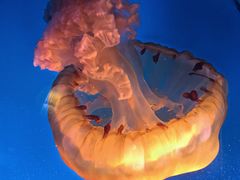 -太平洋海底世界