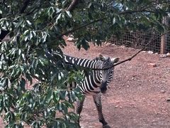 -昆明动物园