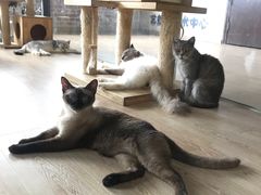 -more than meow吴止猫主题餐厅(承德 中船汇店)