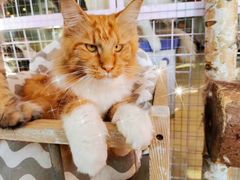 -70cat德文卷毛猫·缅因猫纯种猫舍