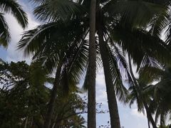 -东郊椰林