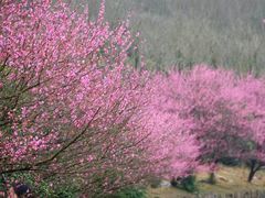 -香雪海