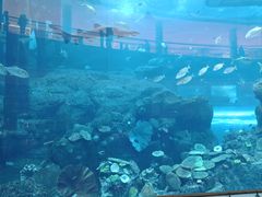 -迪拜水族馆及水下动物园