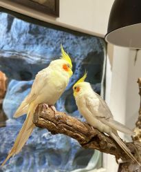 -Zoolung Zoolung动物主题公园(海信广场店)