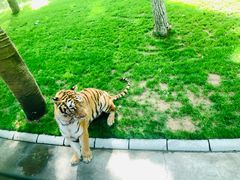 -北京野生动物园