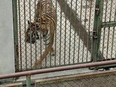 -合肥野生动物园