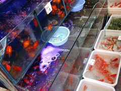 -曲阳花鸟市场(曲阳路店)