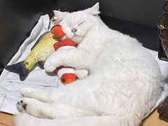 -lincat·猫舍(广州店)