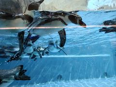 -帝企鹅自助餐厅•儿童岛•真企鹅(长隆企鹅酒店)