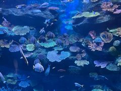 -暹罗海洋世界