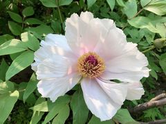 -南通博物苑-崇川人民公园