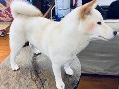 -豆柴町-柴犬主题狗咖(红鼎国际C座店)