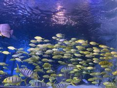 -太平洋海底世界