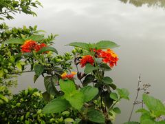 -三垟湿地