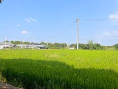 -莲花岛景区