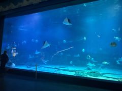 -烟台海昌鲸鲨海洋公园