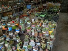 -龙大花卉苗木市场