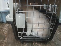 -宠爱国际动物医院·消化内科·心肾内科·ISFM猫友好(望京店)