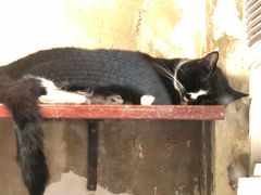 -猫咪博物馆(顶澳仔猫街店)