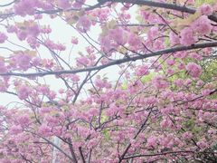 -高东镇樱花园