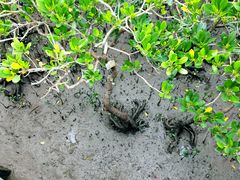 -北海金海湾红树林生态旅游区