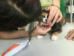 -瑞派动物医院·猫专科·至诚(江南中分院)