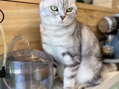 -平行世界·猫咖(首经贸店)