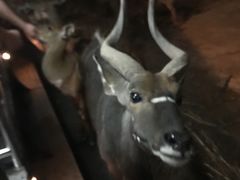 -清迈夜间动物园