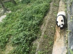 -都江堰中华大熊猫苑