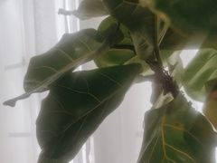 -懒人盐府人家·自贡大麻鱼(安贞店)