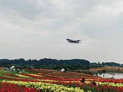 -空港花田景区
