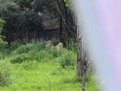 -沈阳森林动物园