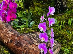 -国家植物园南园