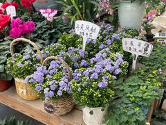 -三圣花乡旅游区