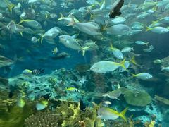 -上海海洋水族馆
