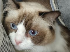 -创凡宠物医院·骨专科  猫科中心(西乡分院)