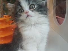 -李小姐の猫咖啡馆(五角场店)
