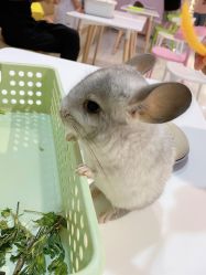 -Moni星球萌宠·小马宝莉·灵蛇·高端高阶全萌宠互动体验俱乐部(红豆国际广场店)