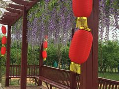 -天适樱花悠乐园
