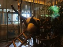 熊猫-成都大熊猫繁育研究基地