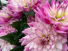 -上海植物园-4号门售票处