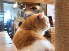 -喵园·猫主题咖啡厅·撸猫·猫咖(国贸店)
