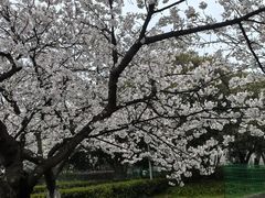 -武汉大学-樱园