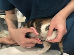 -瑞派动物医院·绝育·犬猫全科·预防医学(光景江南中店)