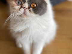 -平行世界·猫咖(首经贸店)
