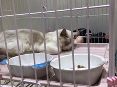 -藏猫猫咖啡主题馆(中央大道店)