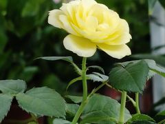 -大润发(王庄店)