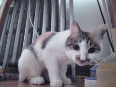 -喜多萌中农锦绣动物医院24H·猫科·牙科MRI·CT